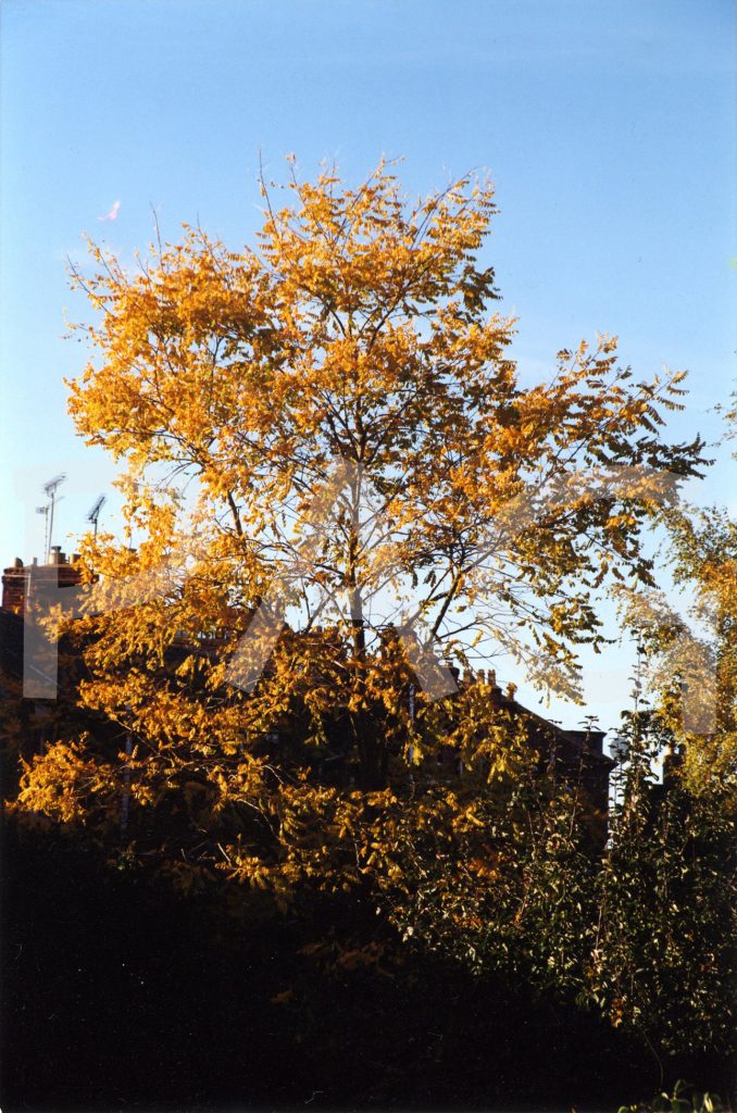 Tree - autumn 